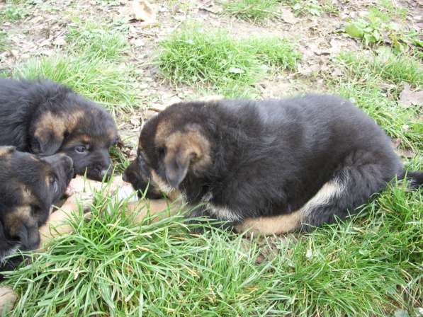 Продаю щенков немецкой овчарки в Адлере фото 14