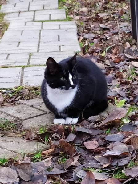 Котёнок в Санкт-Петербурге