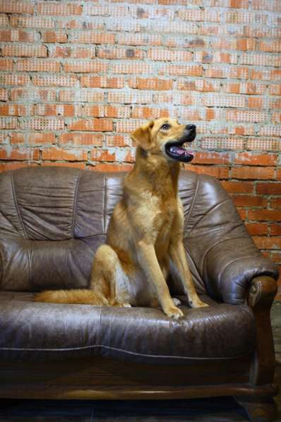 Ярко-рыжая собачка Виля ищет своего человека в Москве фото 5
