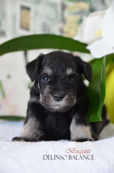 Шикарные щенки цвергшнауцера окраса черный с серебром в фото 20
