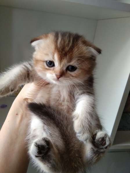 Шотландская куколка в Москве фото 7