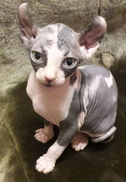 Эльфики котята