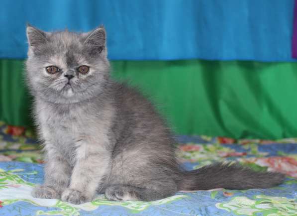 Котенок персидский экзотический. Девочка. Фото, Видео в фото 3