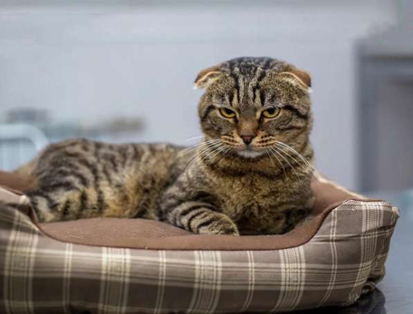 Молодой вислоухий домашний котик Багет ищет дом и доброе сер в Москве фото 4
