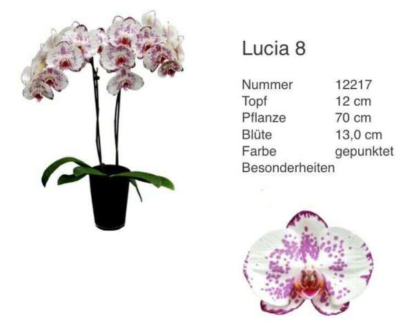 Подростки орхидей в размере 1.7 и 2.5 в Кстове фото 4