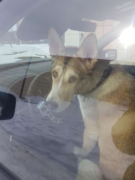 Лёня - метис хаски 9-ти месяцев в Москве фото 4