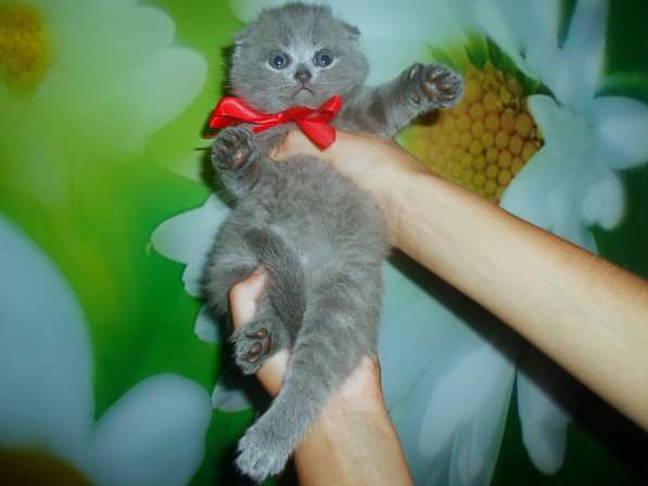 КОТЯТКИ ВИСЛОУХИЕ И ПРЯМОУШКИ!! в фото 7