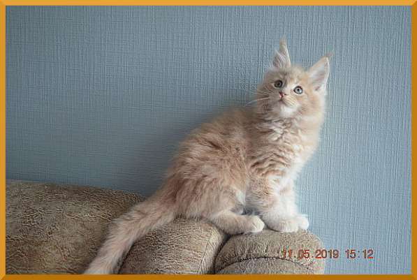 Великолепные котята мейн-кун из питомника в Волгограде фото 235