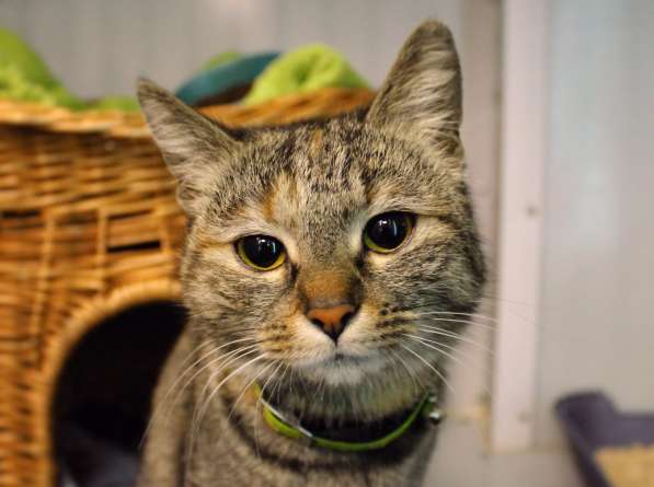 Кошечка Фенечка мечтает о семье в Москве фото 3