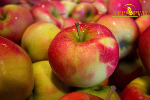 Дистанционный курс по плодоводству