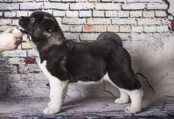 Щенки Американской акиты в Санкт-Петербурге фото 4