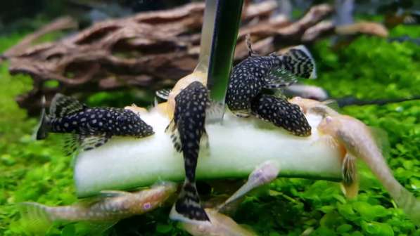 Сомик присоска в аквариум в Самаре фото 3