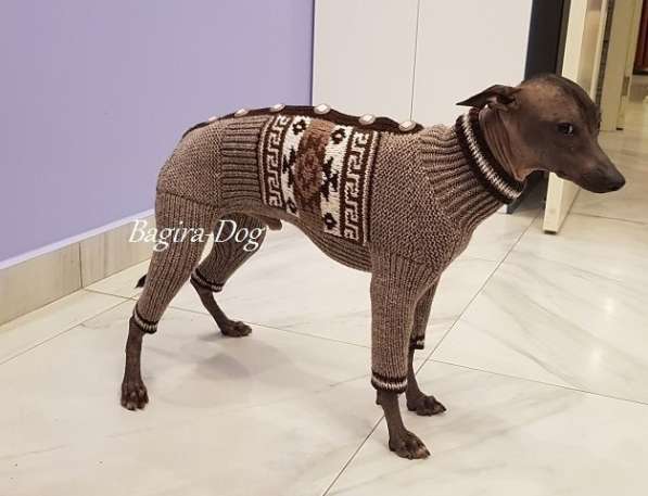 Комбинезоны и свитера для Ксоло, Перуанских голых собак в Москве фото 11