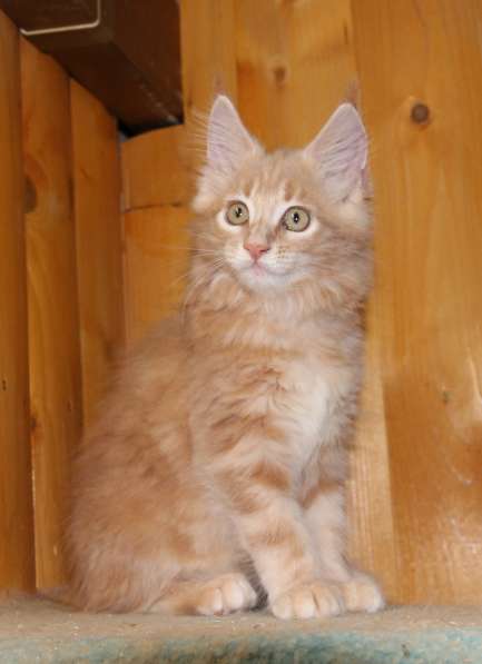 Рыжие Мейн куны в фото 13