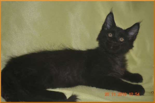 Великолепные котята мейн-кун из питомника в Волгограде фото 223