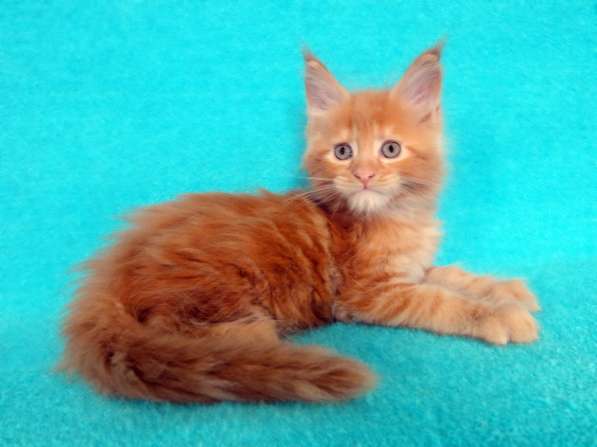 Апельсинки к Новому Году в Рязани фото 27