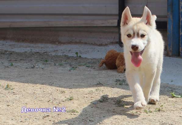 Продажа щенков Хаски в Новосибирске фото 33
