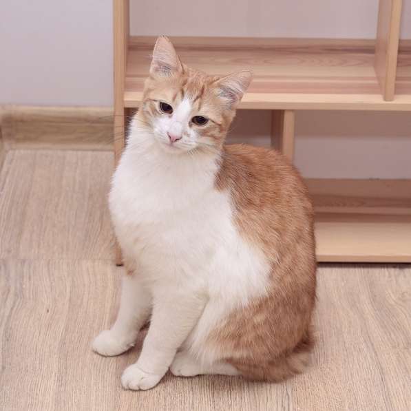 Шилопопый рыжий кот Шустрик ищет дом в Москве