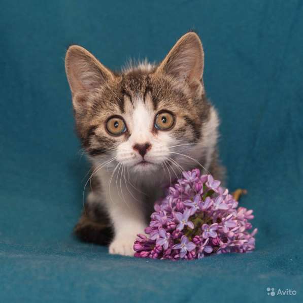 Очаровательные котята-девочки 1,5 мес в Санкт-Петербурге фото 5