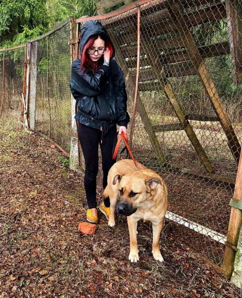 Передержка собак в Щелково