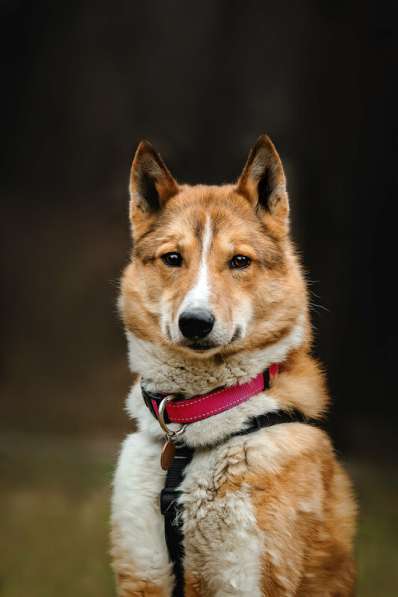 Мистер лучезарная улыбка Янтарь ищет дом в Москве фото 25