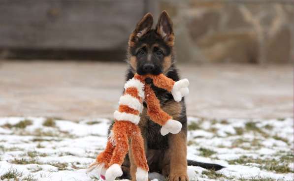 Дрессировка собак всех пород в Зеленограде фото 7