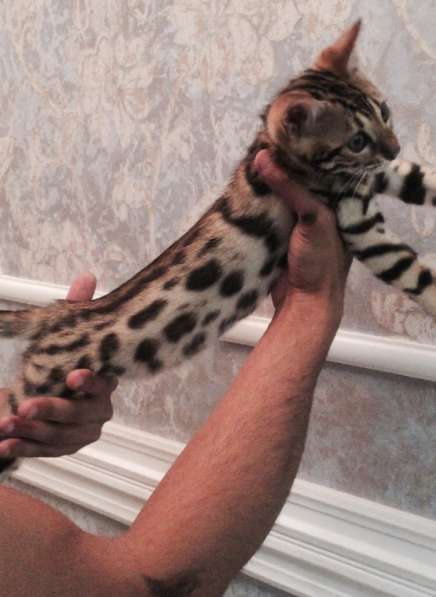 Бенгальские котята в Москве фото 4