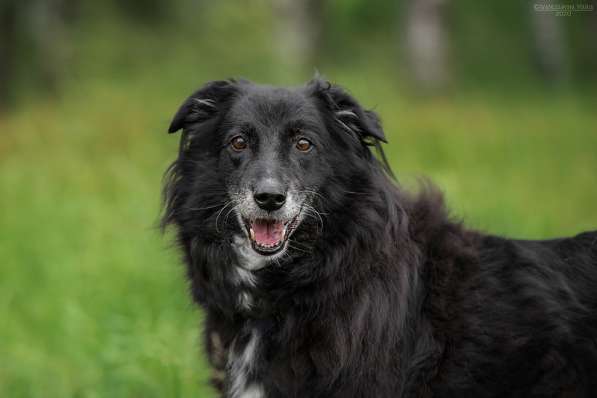 Весёлая, ласковая Чукча ищет семью в Москве фото 40