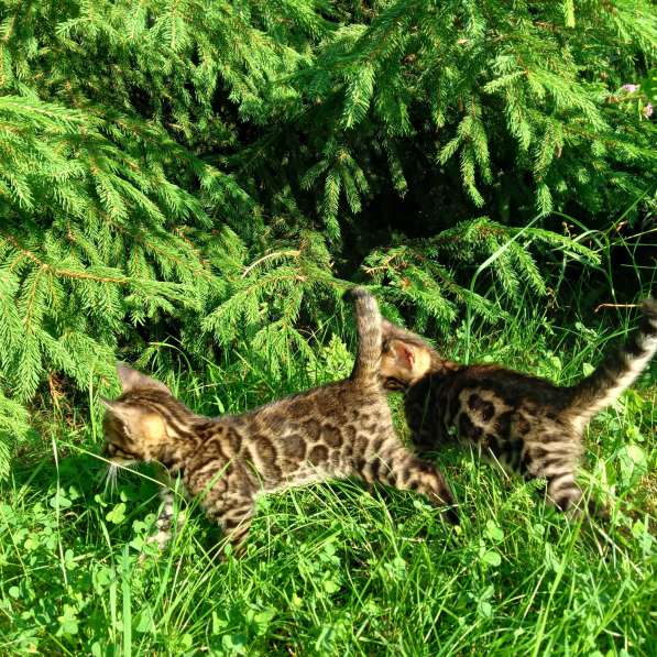 Kitten в Санкт-Петербурге