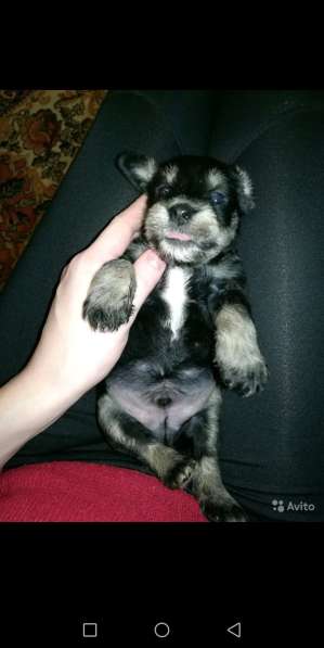 Щенки цвергшнауцеры в Шахтах фото 7
