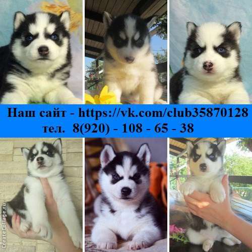 Черно-белые голубоглазые и разноглазые щеночки Хаски!!!