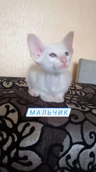 Ориентальные котята в Омске фото 4