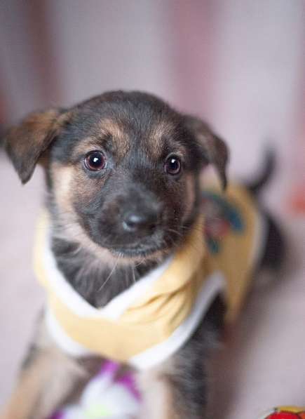 Красавцы щенки мальчики в добрые руки! в Москве фото 12