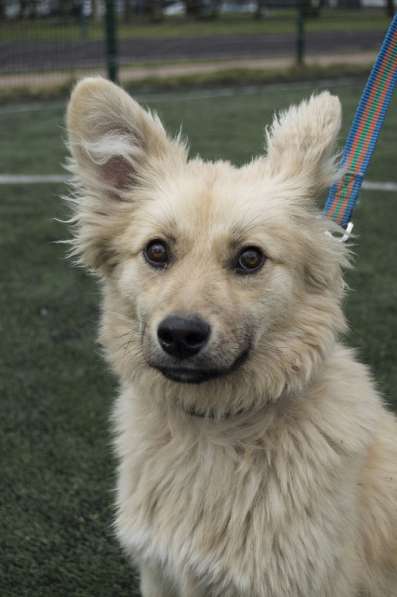 Небольшой как игрушечка пёсик в Санкт-Петербурге фото 16