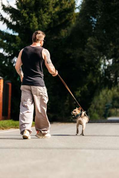 Чихуахуа Чупик в добрые руки в Москве фото 4
