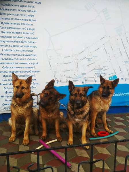 Клуб Скиф индивидуальная дрессировка собак в Феодосии фото 7