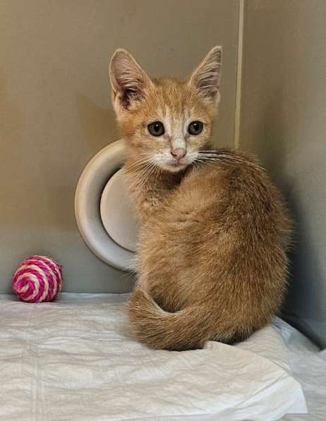 Котята бесплатно в Москве фото 4