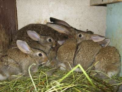 кролики мясной породы