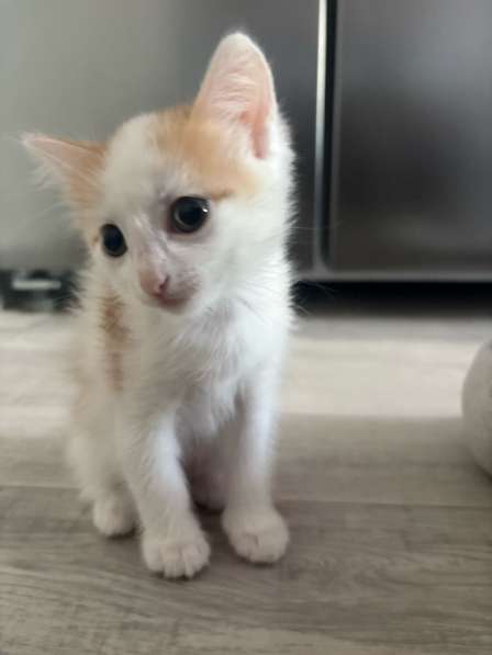 Котята в Ноябрьске фото 4
