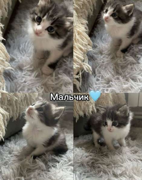 Котята в Новосибирске фото 4