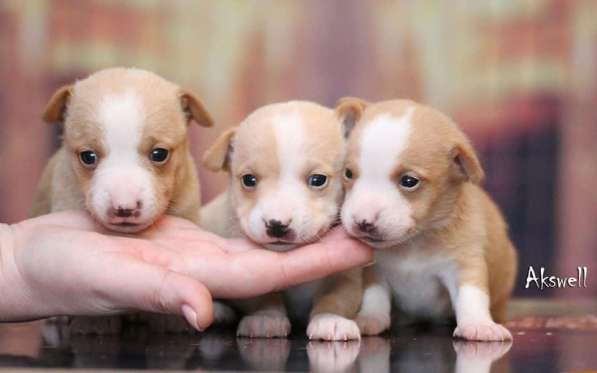 Щенки португальской поденгу в Москве фото 3