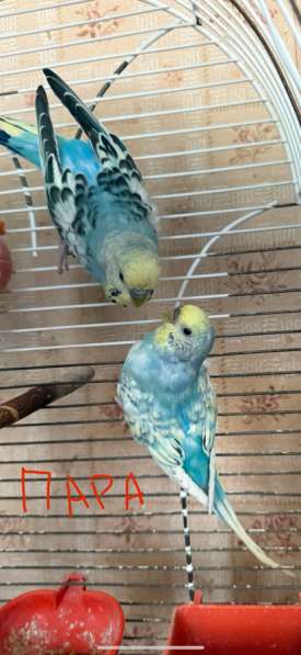 Волнистые попугаи в Калининграде фото 10