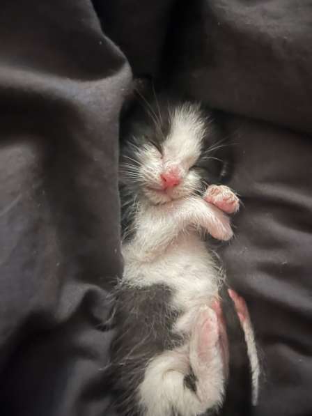 Котенок в Чехове