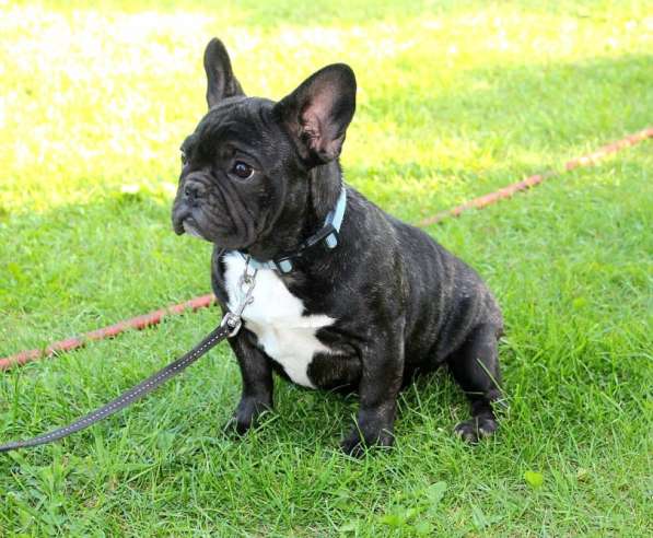 Подрощенные девочки (РКФ) в Москве фото 4