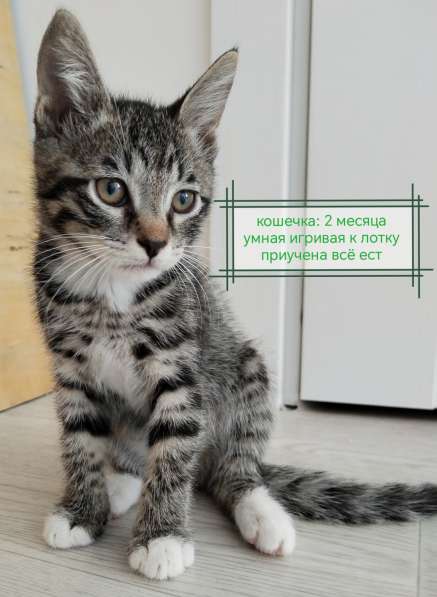 Бесплатно котята