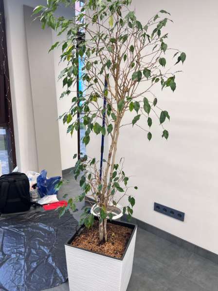 Пересадка комнатных растений в Краснодаре фото 3