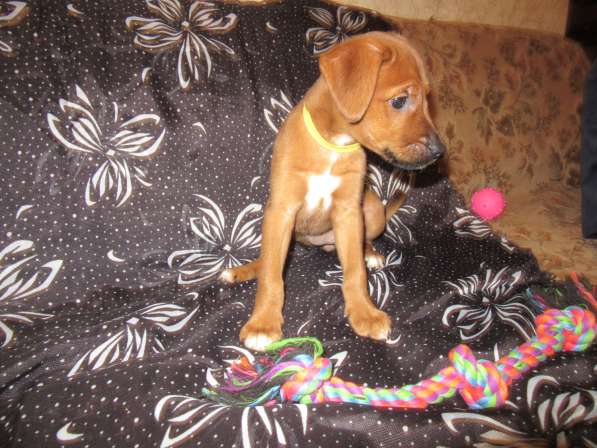 Отдам щенков в Алексине фото 3