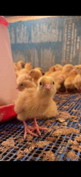 Суточные перепёлки техасцы