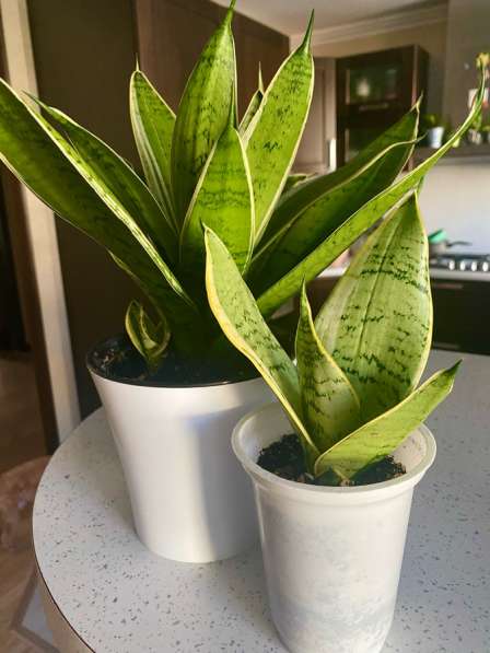 Сансавиерии сортовые