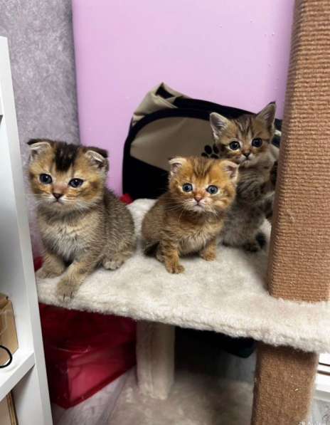 Шотландские котята в Ставрополе фото 5